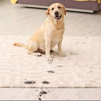 A dog with dirty paws sitting on a rug in townsville